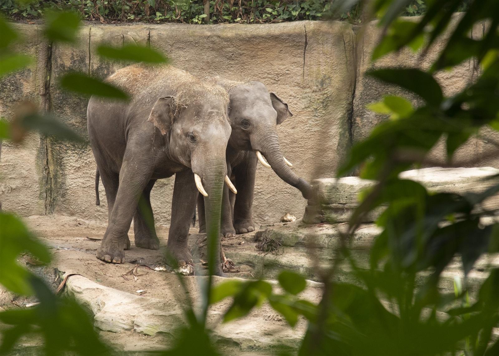 Twee olifanten aan het wandelen