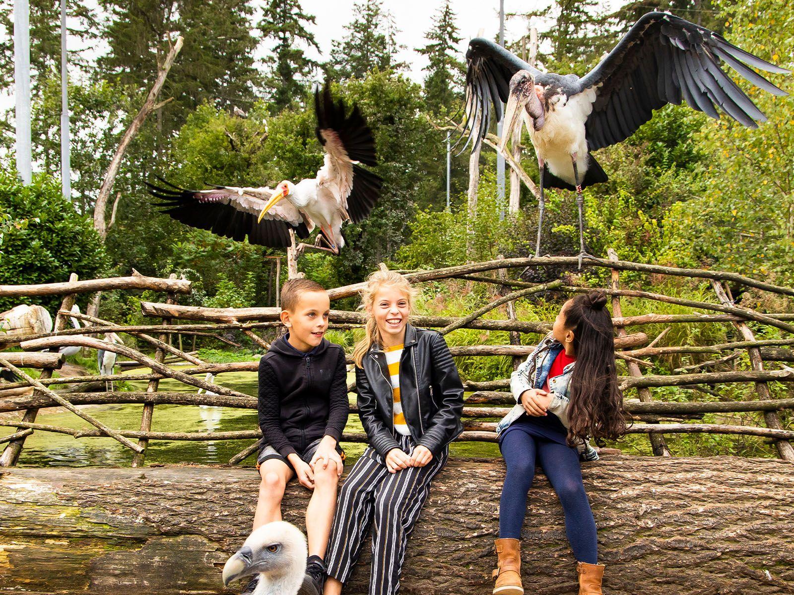 Drie kinderen op een boomstam met vliegende roofvogels op de achtergrond in de dierentuin