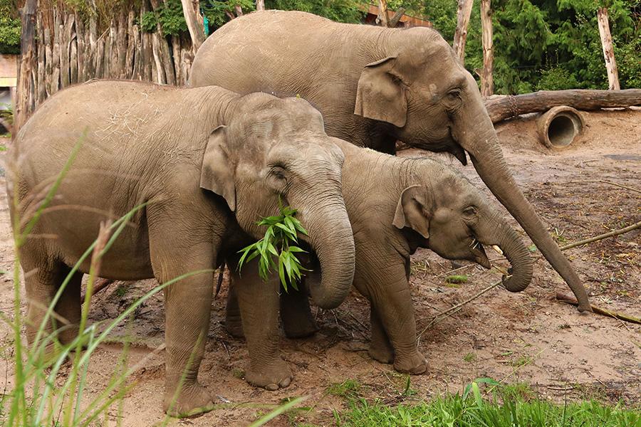 Drie olifanten die aan het eten zijn