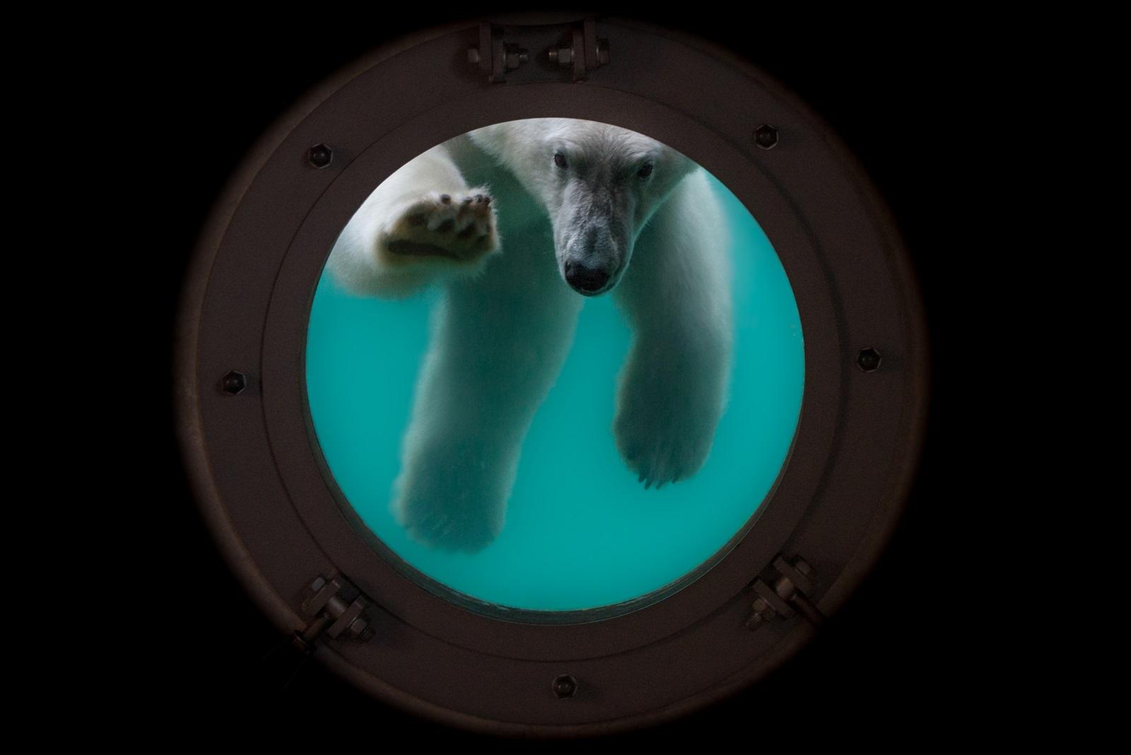 IJsbeer aan het zwemmen achter een raam