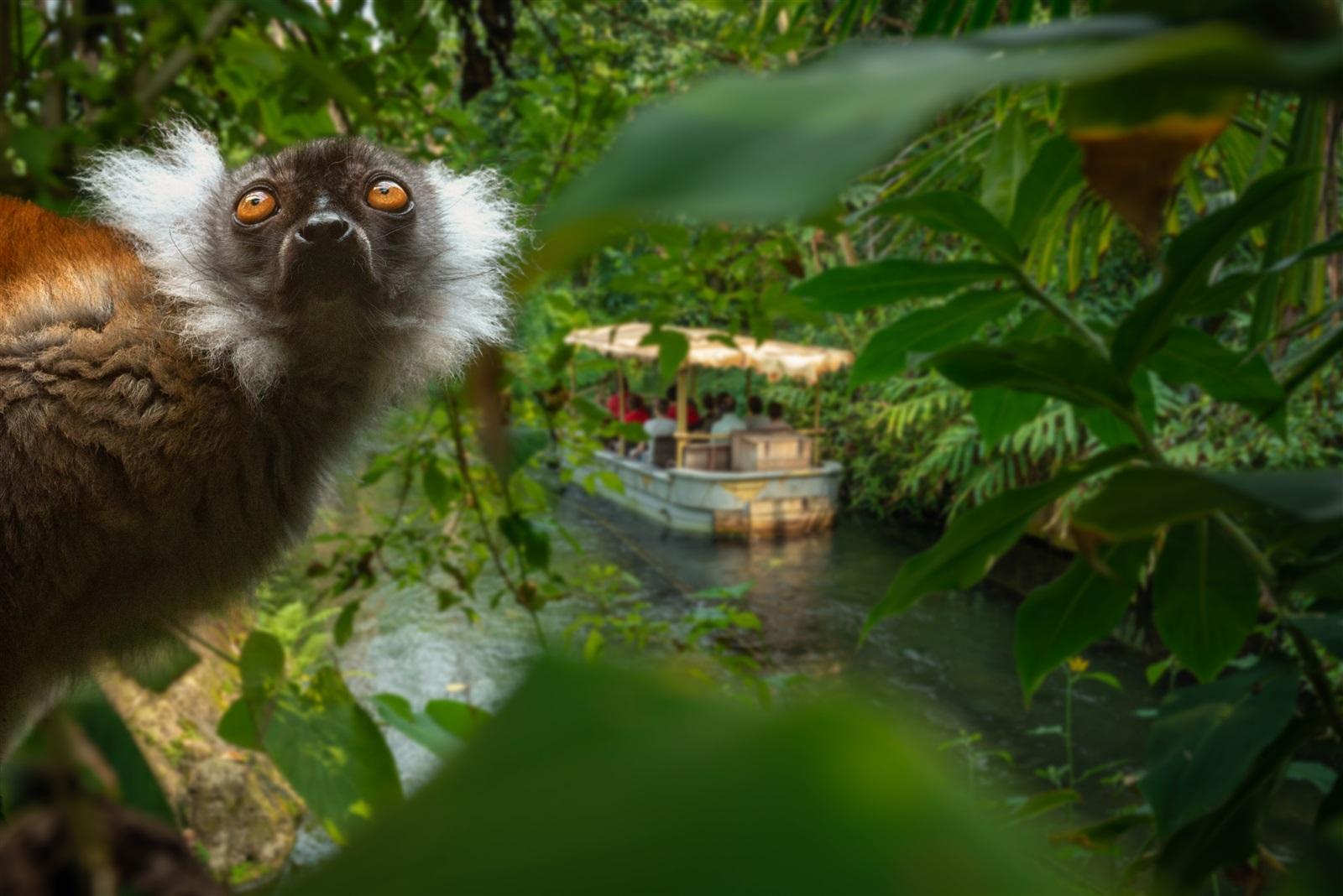 Vari aap in een boom die in de camera kijkt met op de achtegrond een varende safariboot door de rivier