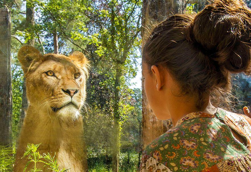 Leeuwin en meisje die elkaar in de ogen kijken in de dierentuin
