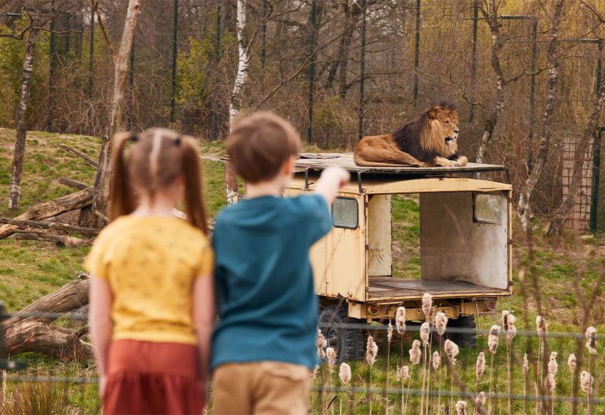 Twee kinderen die naar een leeuw wijzen in de dierentuin
