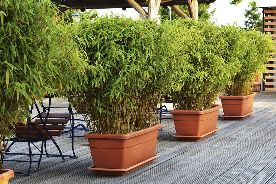 Set van 3 groene bamboe struiken (25-40cm)
