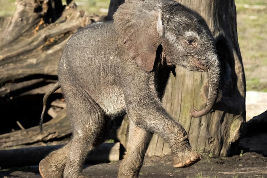 Baby olifant aan het huppelen in de dierentuin