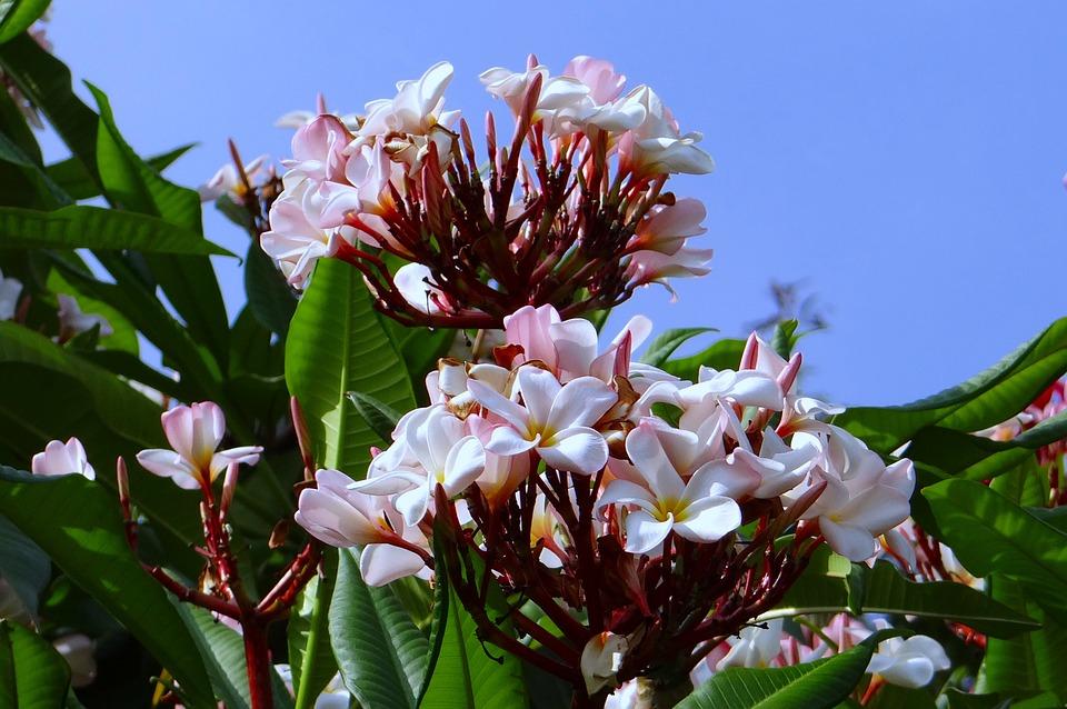 Exotische Plumeria Hawaii kamerplant (50-60cm)