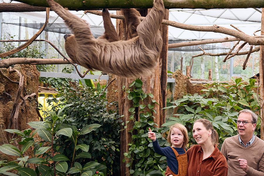 Gezin in de dierentuin wijzend naar een hangende luiaard