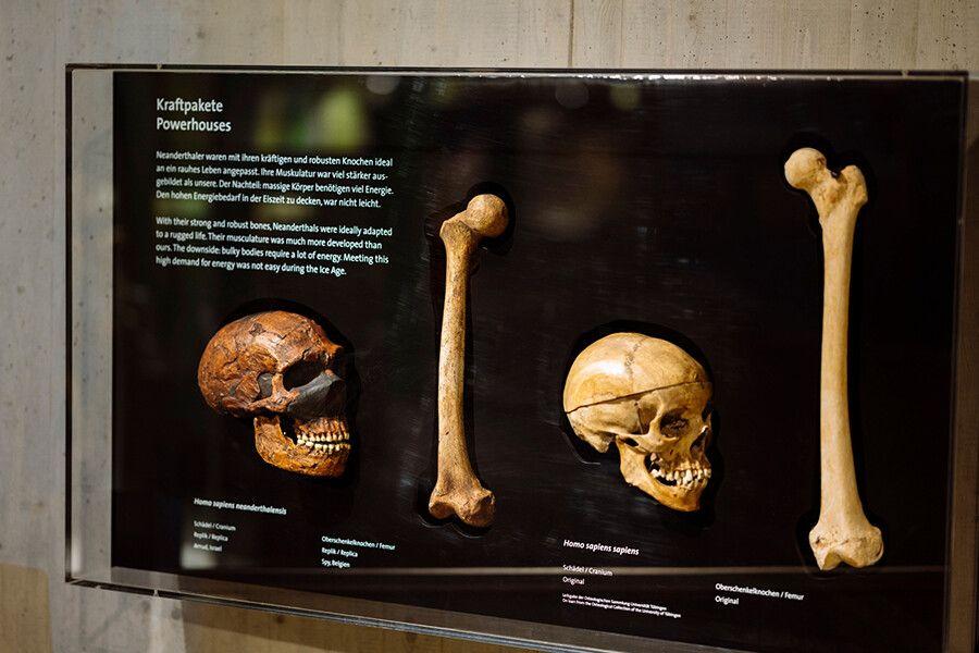 Neanderthal Museum & Dal vlakbij Düsseldorf