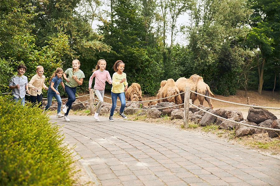 Rennende groep kinderen langs de kamelen in de dierentuin