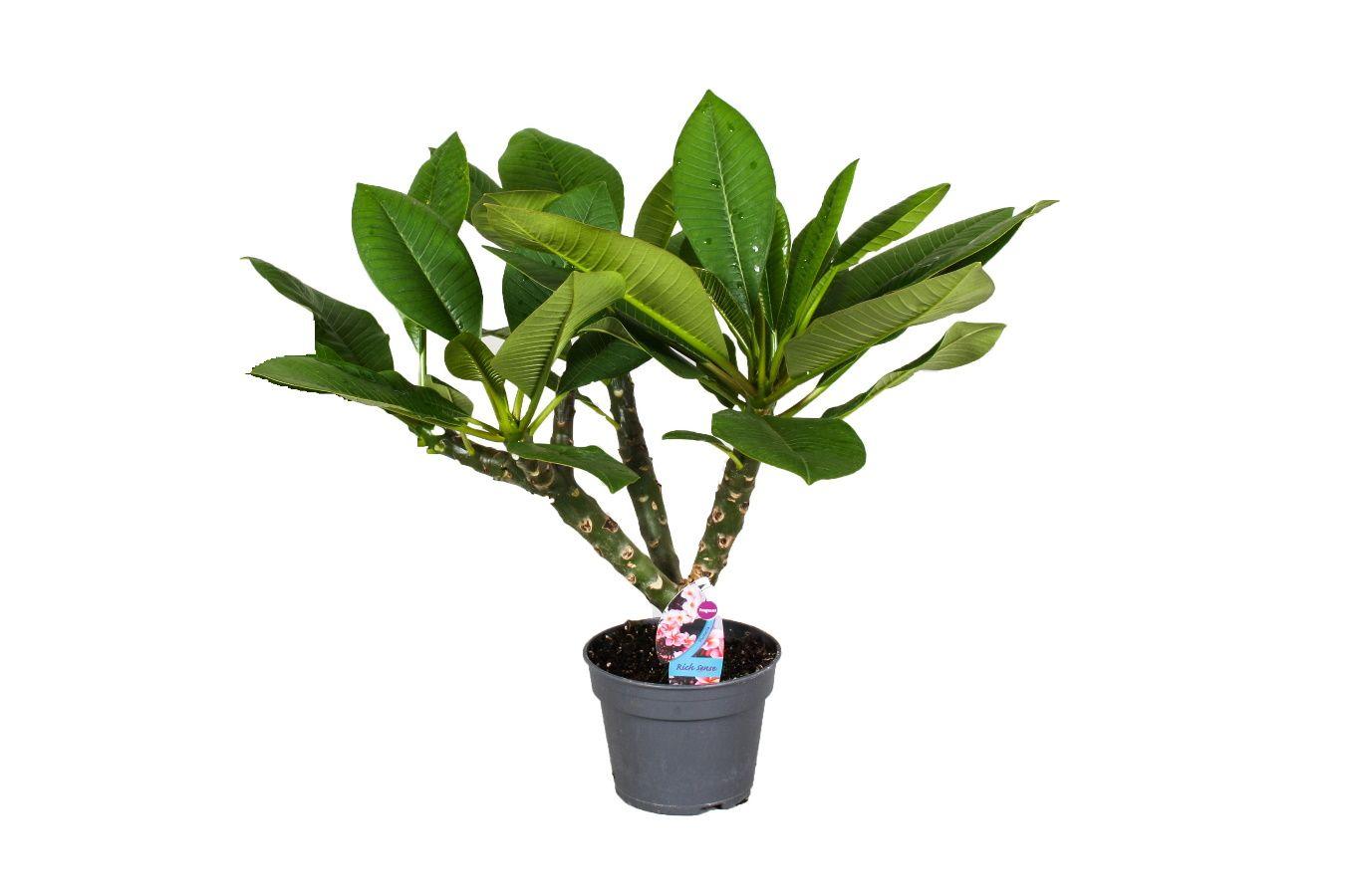 Exotische Plumeria Hawaii kamerplant (50-60cm)