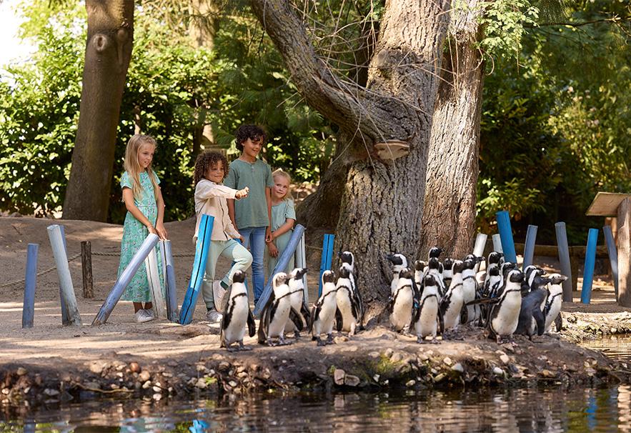 Kinderen in de dierentuin wijzend naar een groep pinguïns