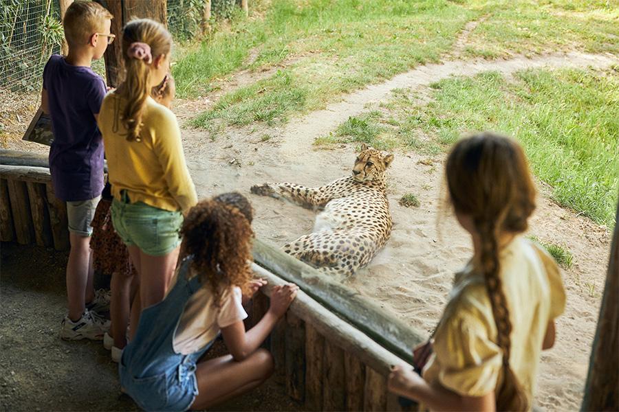 Kinderen naar een luierend luipaard aan het kijken in de dierentuin