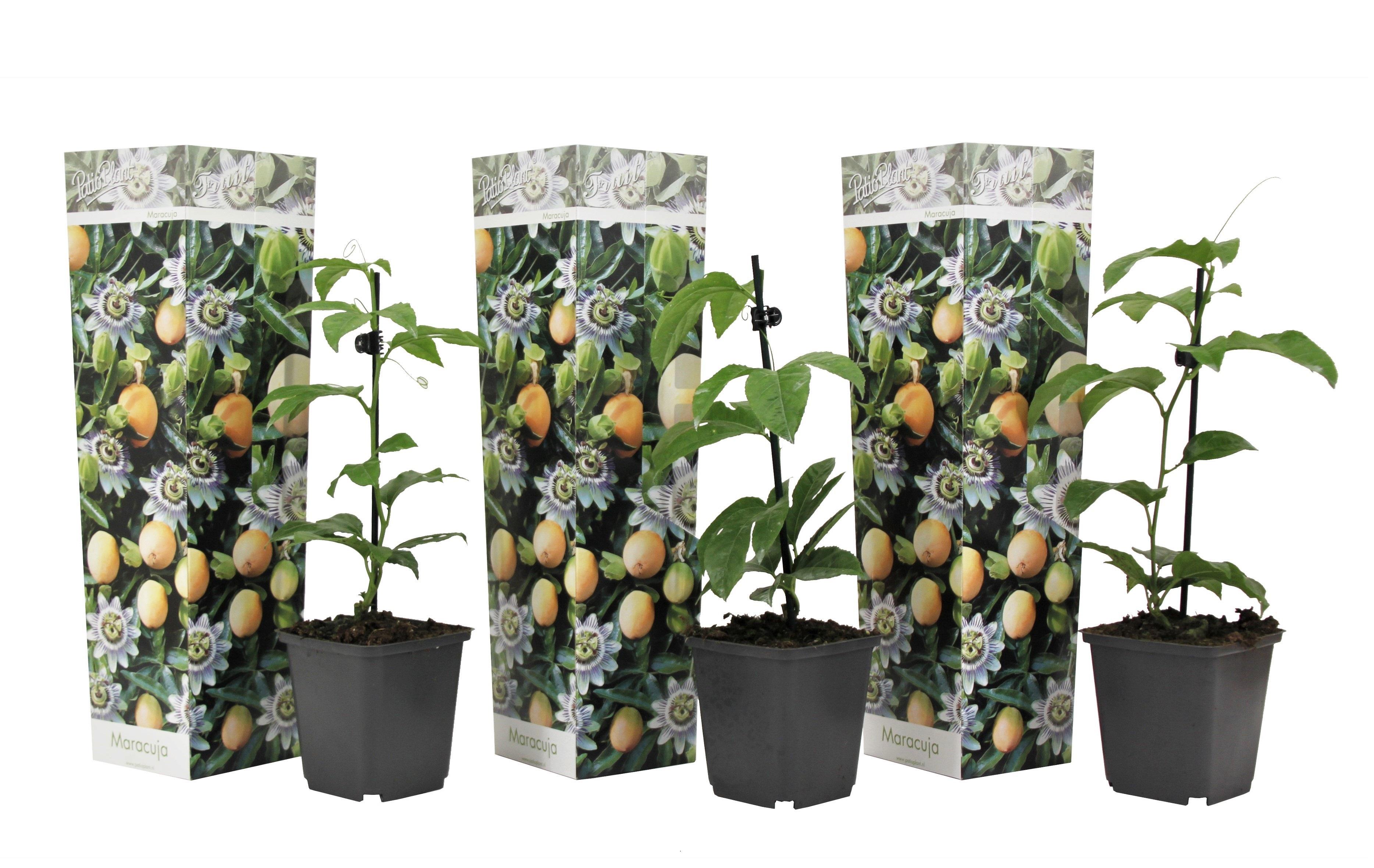 Set van 3 Passiflora planten (25 - 45 cm)