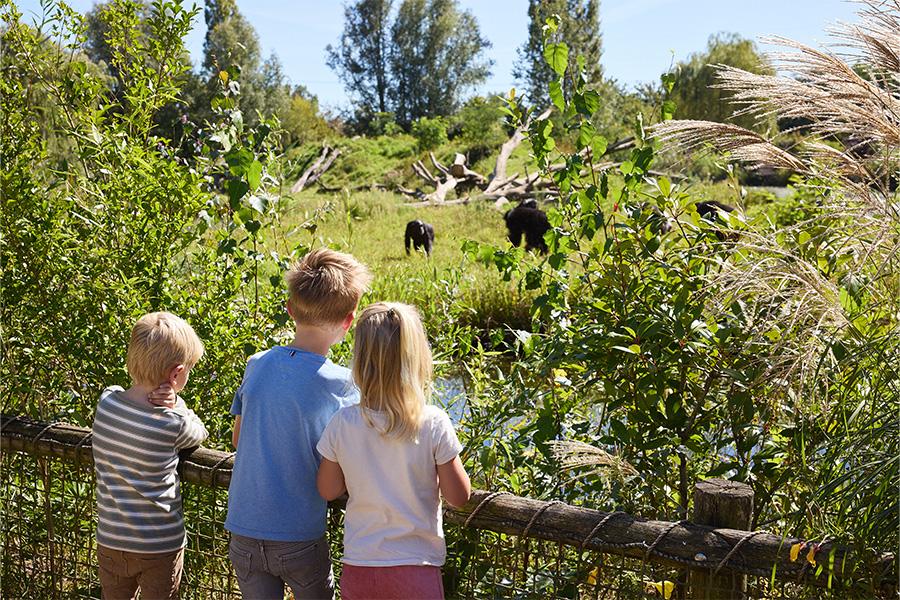 Drie kinderen in de dierentuin die naar de chimpansees kijken