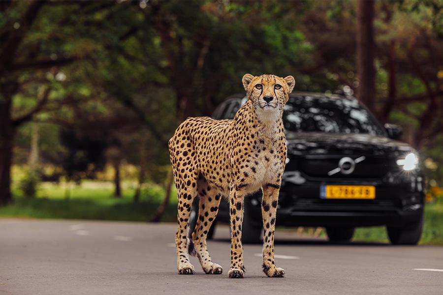Luipaard die over de weg loopt met auto op de achtergrond