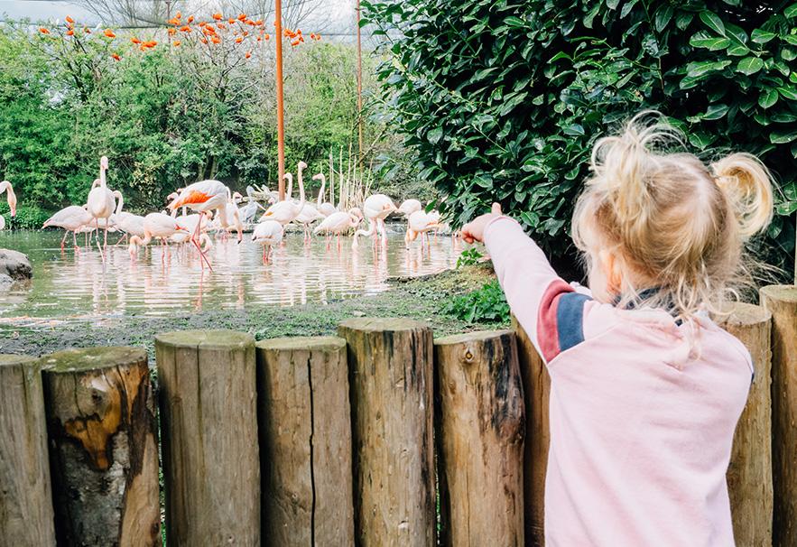 Meisje met roze shirt in de dierentuin aan het wijzen naar een groep flamingo's