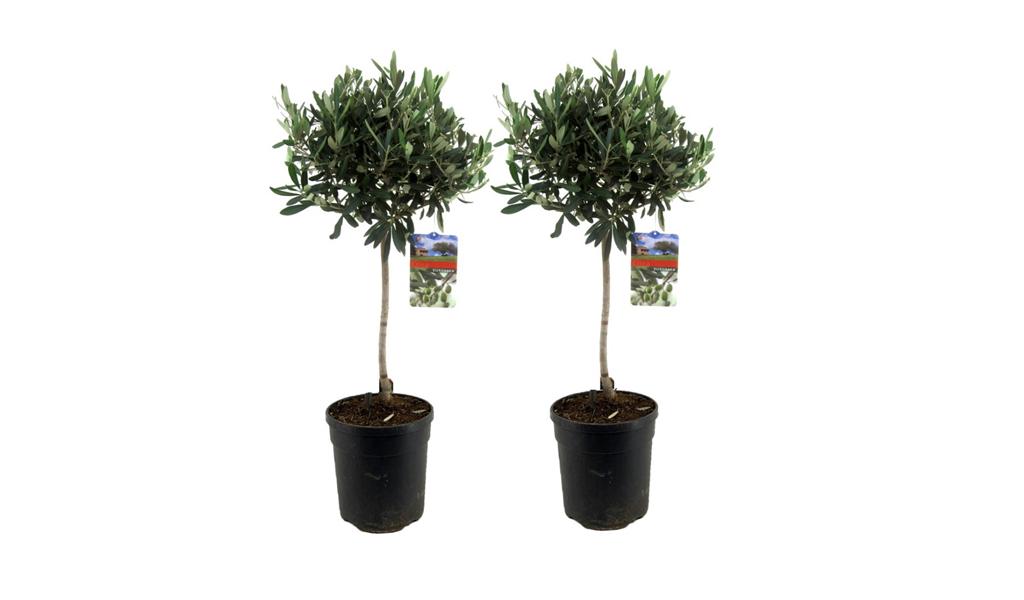 Set van 2 olijfbomen op stam (80 - 90 cm)