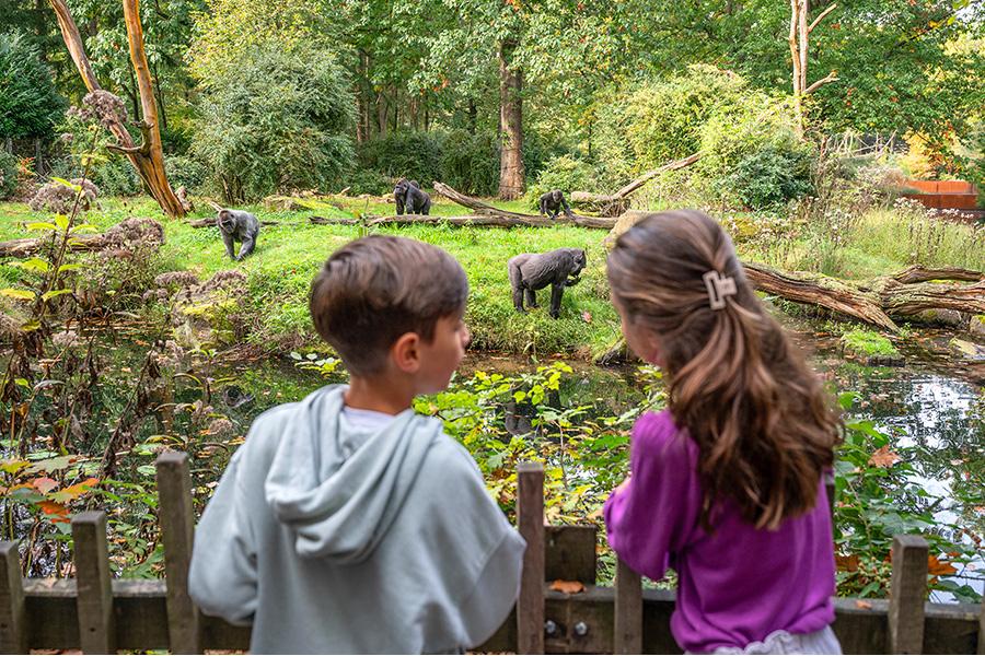 Een jongen en meisje die naar drie gorilla's kijken in de dierentuin