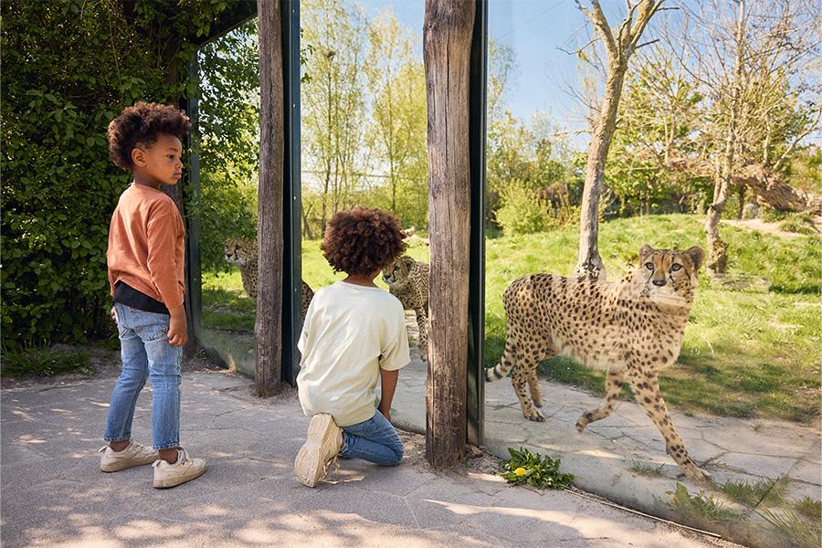 Twee kinderen in de dierentuin die een luipaard van wel heel dichtbij bekijken achter een raam