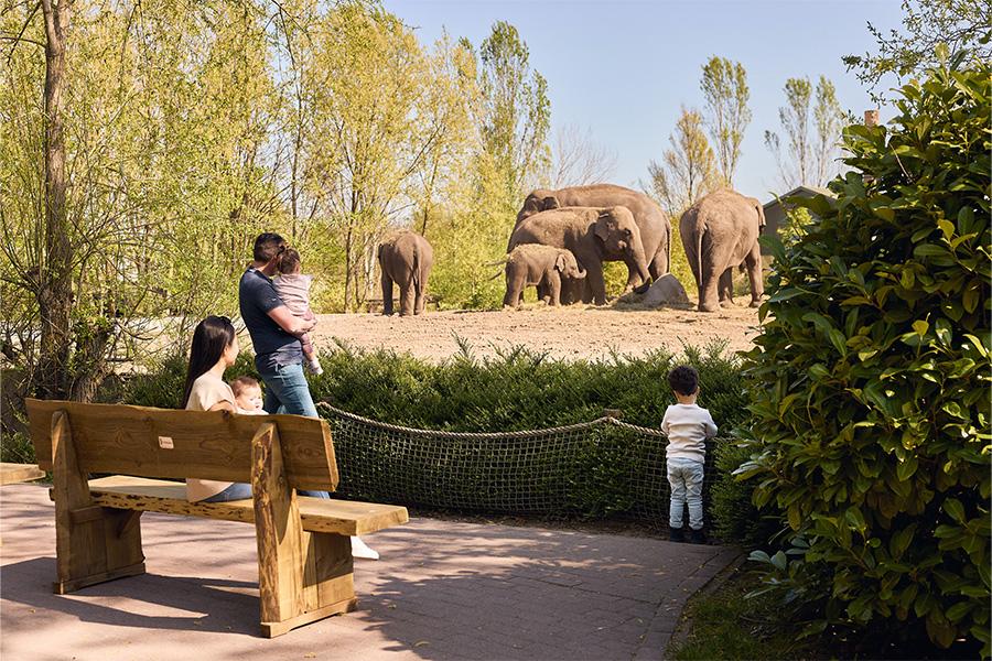 Gezin naar de olifanten aan het kijken in de dierentuin