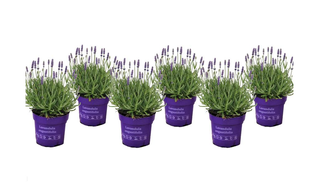 Set van 6 winterharde lavendelstruiken (10-15cm)