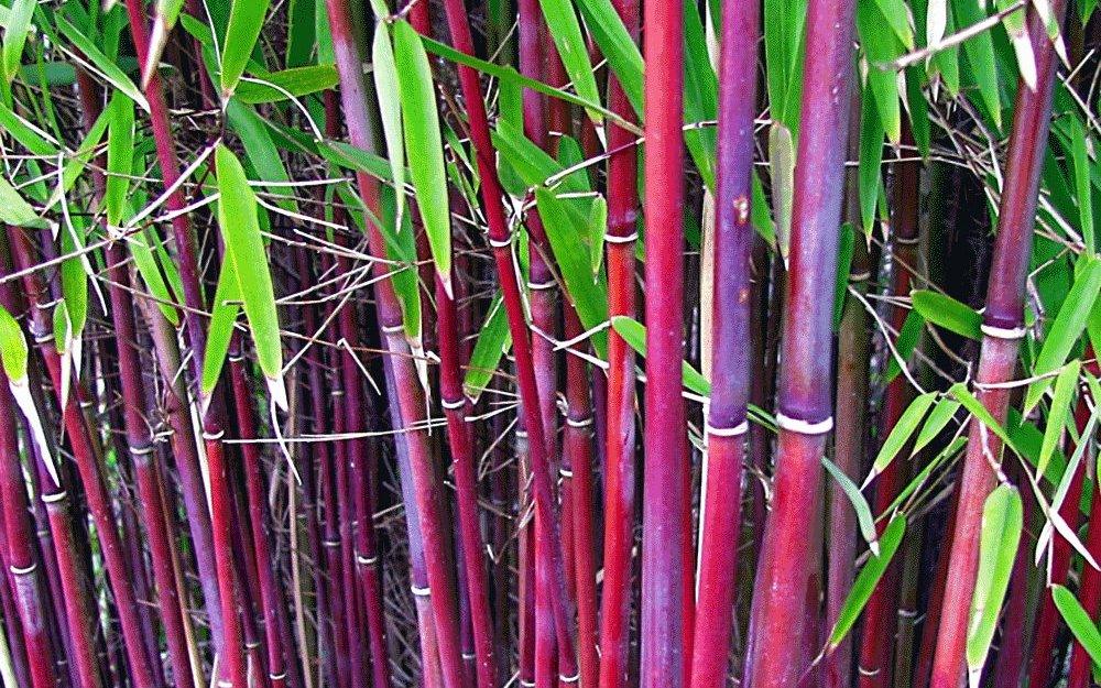 Set van 3 rode bamboestruiken (25-40cm)