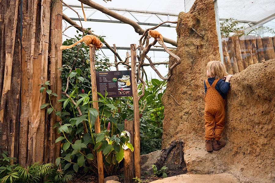Kind in tuinbroek naar de aapjes aan het kijken in de dierentuin