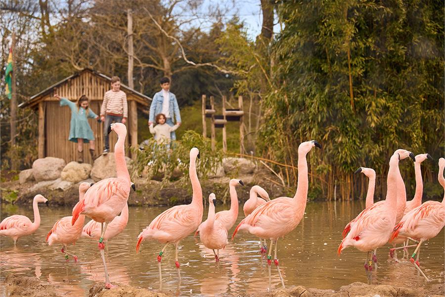 Groep flamingo's in het water met gezin op de achtergrond in de dierentuin