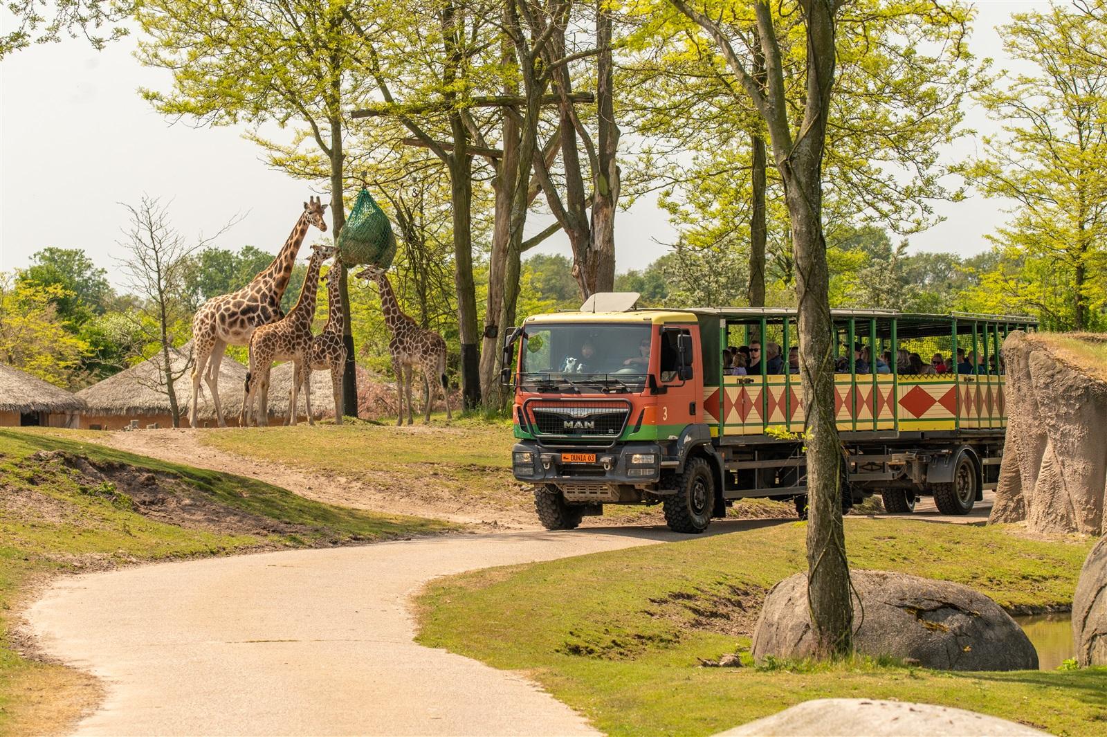 Safaribus die langs de giraffen in de savanne rijdt