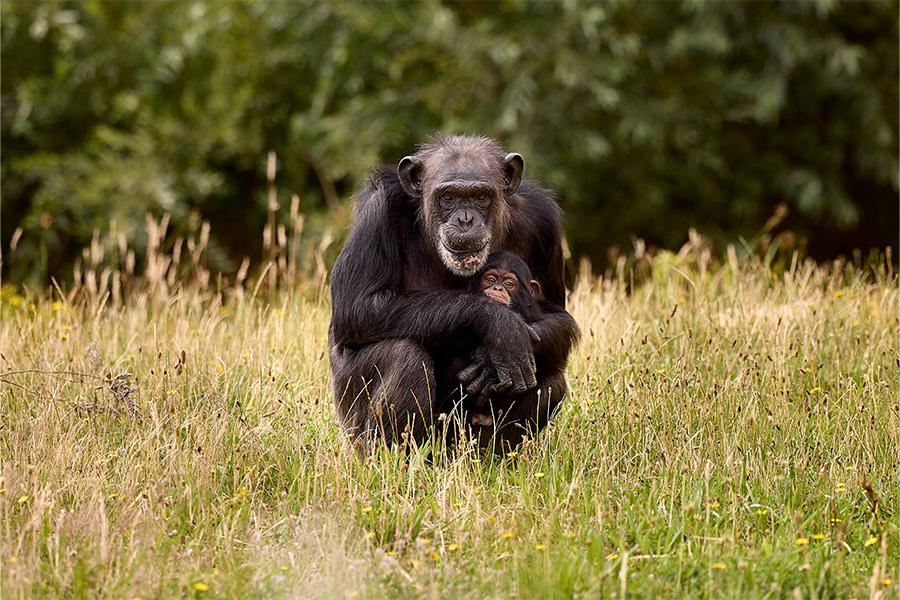 Chimpansee met jong in het gras