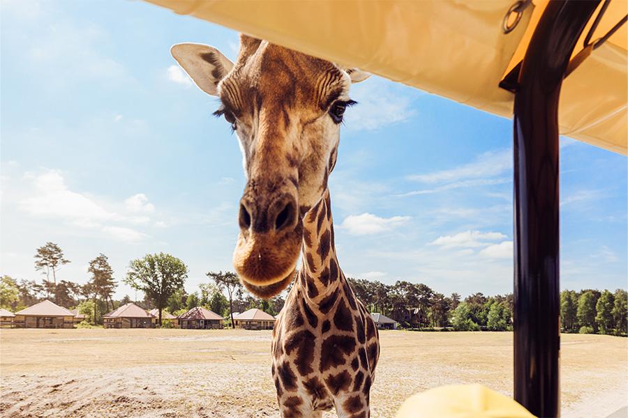 Giraffe die met z'n kop in de safaribus duikt
