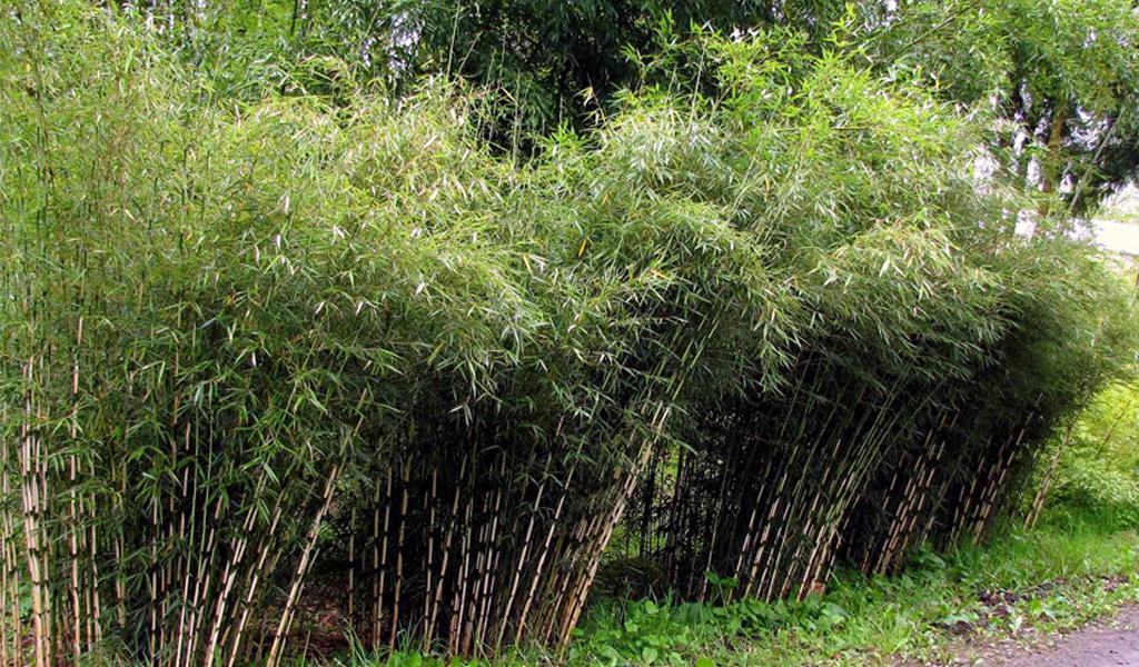 Set van 3 groene bamboe struiken (25-40cm)