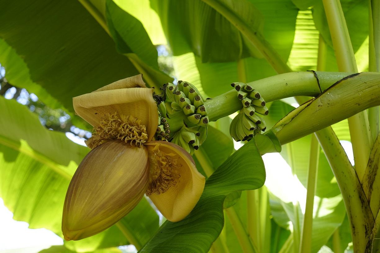 Set van 3 winterharde bananenplanten (25-40cm)