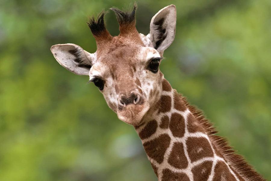 Kop van een jonge giraffe  die in de camera kijkt