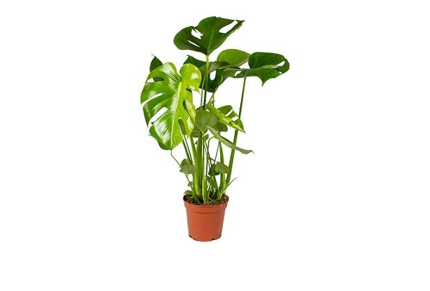 Monstera Deliciosa Gatenplant (60 - 70 cm)