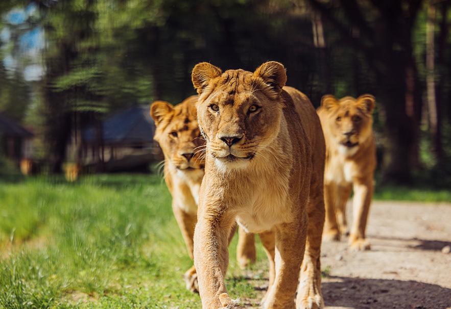 Drie leeuwinnen die naar de camera toe lopen