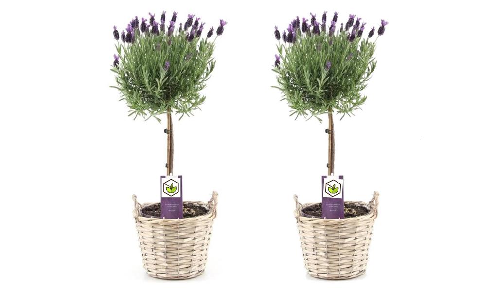 Set van 2 lavendelbomen op stam