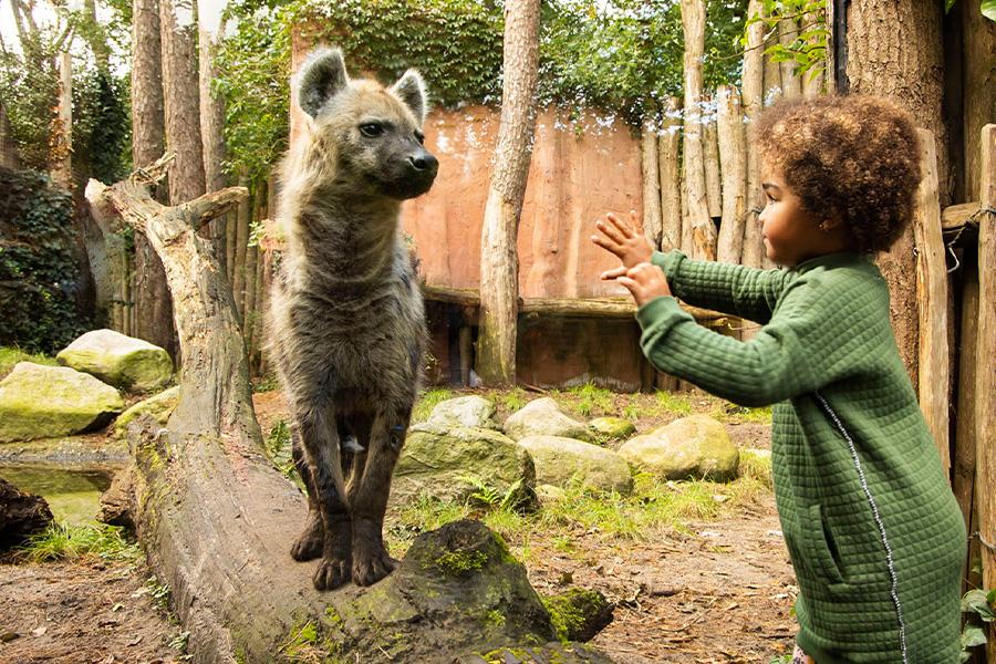 Klein kindje met hand tegen het raam van hyena in de dierentuin